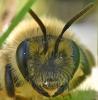Andrena (livens-nigroolivacea)